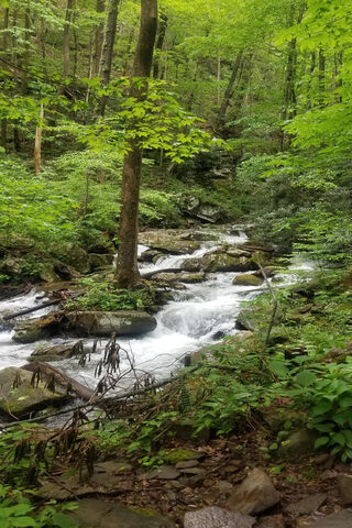 Nature's Serenity: A Mountain Stream Adventure 🌲💧