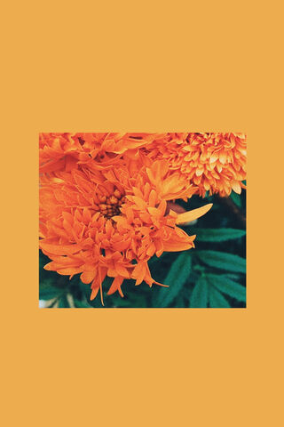 Marigold