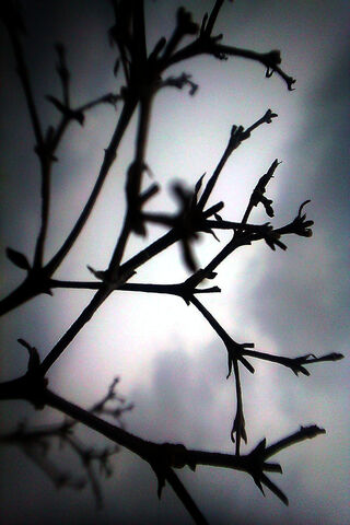 Silhouetted Serenity: Nature's Artistry 🌿✨