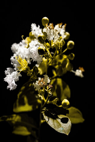 Whispers of the Wild 🌼✨