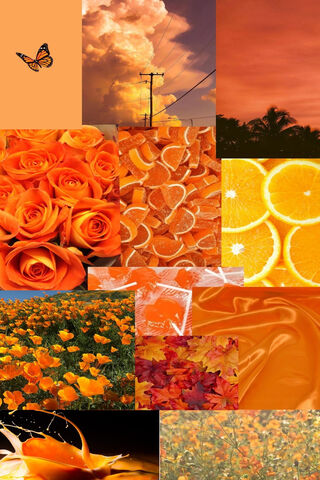 Citrus Dreams: A Burst of Orange Vibes 🍊✨