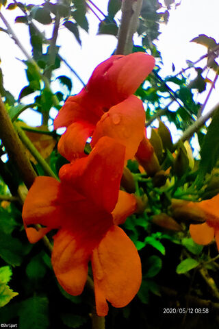 Orange Flower