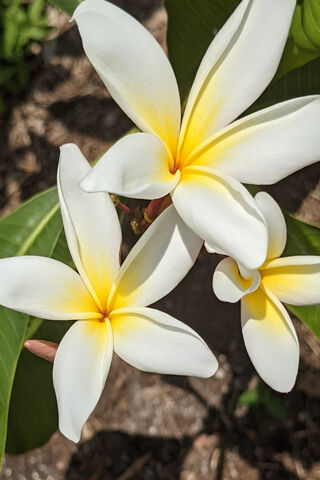 Sun-Kissed Plumeria Bliss 🌼☀️