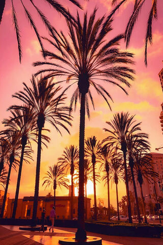 Sunset Serenity: A Palm Tree Paradise 🌴🌅