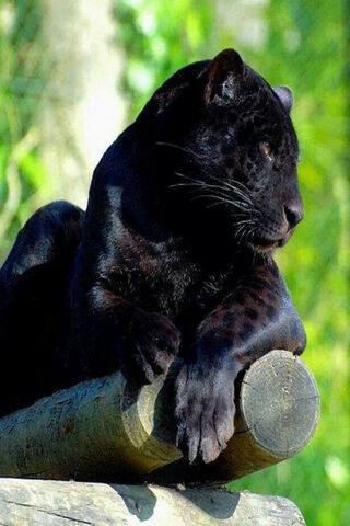 Majestic Panther: The Shadow of the Jungle 🐾🌿