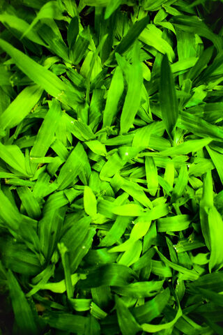 Lush Greenery: The Essence of Pasto 🌿