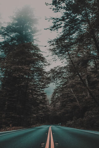 Mystical Journey Through the Fog 🌲🚗