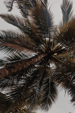 Tropical Serenity: A View from Below 🌴✨