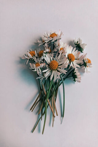 Papatya: A Bouquet of J..