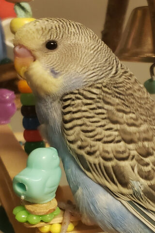 Charming Blue Zebra Parakeet: A Feathered Delight! 🐦💙