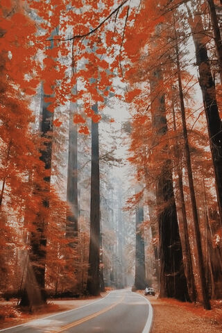 Autumn Serenity in the Redwoods 🍂🌲