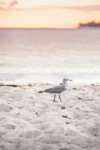 Seagull Stroll at Sunset 🌅