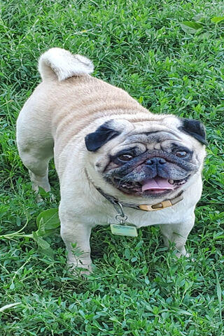 Summer Pug