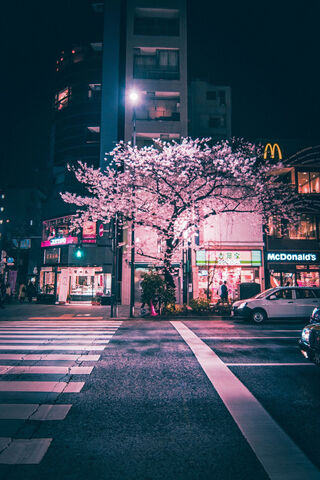 Blossoms Under the City Lights 🌸✨