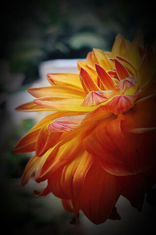 Tropical Blossom: Nature's Radiant Gem 🌺✨