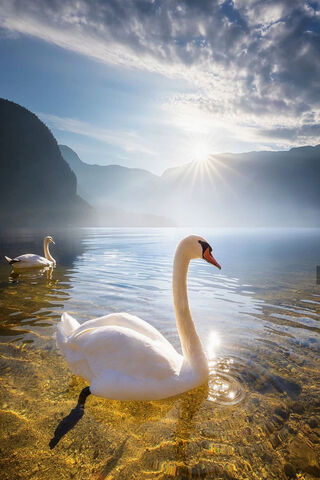 Serenity at Swan Lake: A Dance of Light and Nature 🌅🦢
