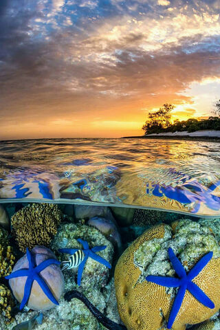 Starfish Island