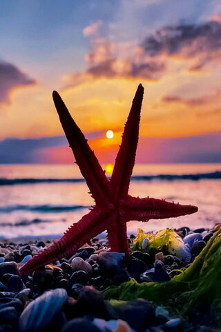 Starfish Island II