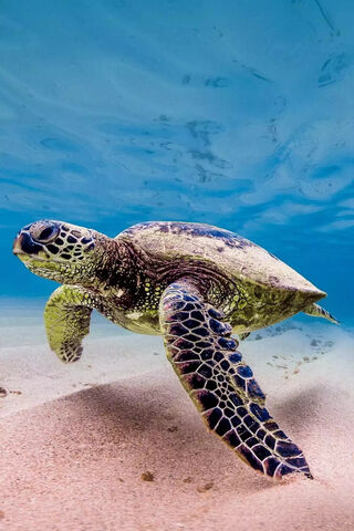 Sandy Turtle Wallpaper - Download to your mobile from PHONEKY