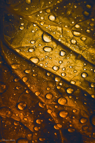 Golden Drops of Autumn