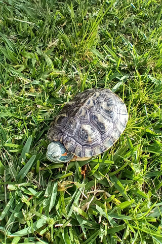 Tortuga's Tranquil Retreat 🐢🌿