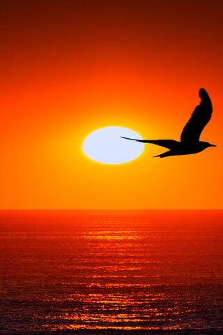 Sunset Serenade 🌅