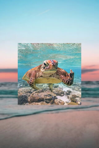 Tortuga Grosera: The Sassy Sea Turtle 🐢✨