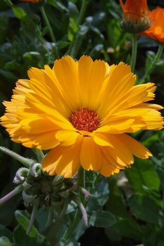 Sunshine in Bloom: The Cheerful Yellow Daisy 🌼