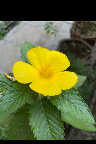 Golden Blooms: Nature's Sunshine 🌼✨