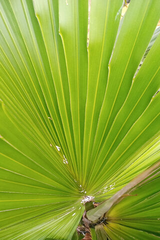 Zig Zag Delight: Nature's Pattern Play 🌿✨