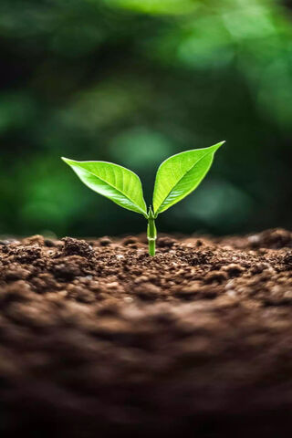 A New Beginning: The 20 Million Tree Initiative 🌱