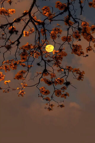 Autumn Moon
