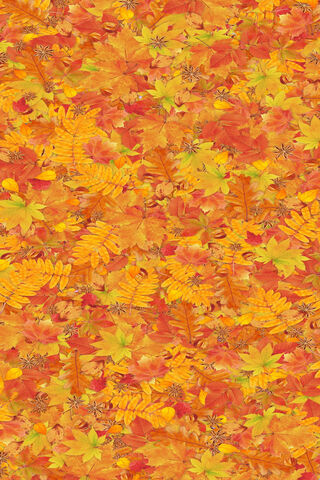 Golden Tapestry of Autumn 🍂✨