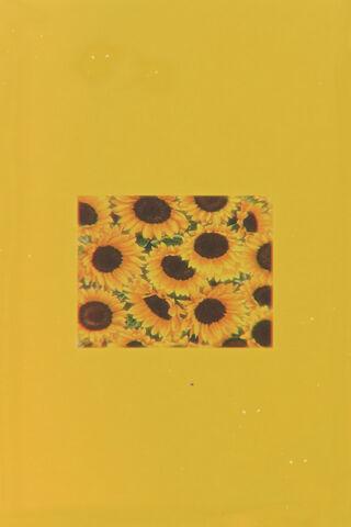 Golden Blooms: A Sunflo..