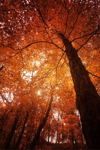 Golden Canopy: Embracing Autumn's Glow 🍂✨