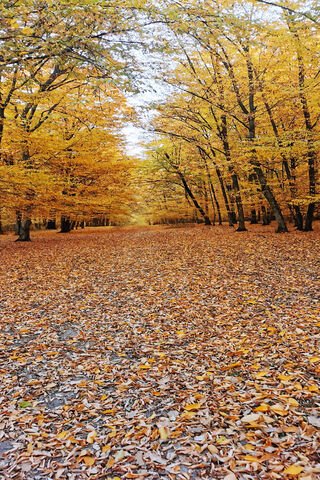 Golden Pathways of Fall 🍂✨