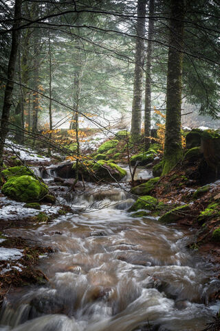 Whispers of the Stream 🌊🍃