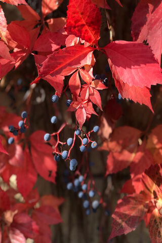 Crimson and Blue: A Fall Delight 🍂💙