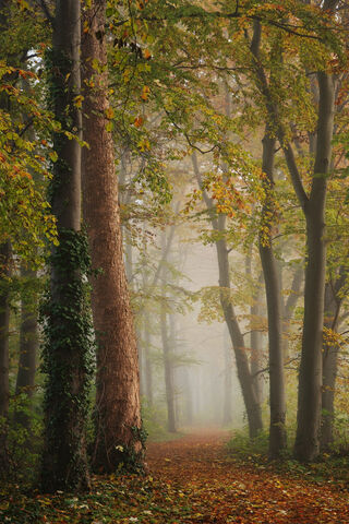 Enchanted Pathways of Autumn 🍂🌲