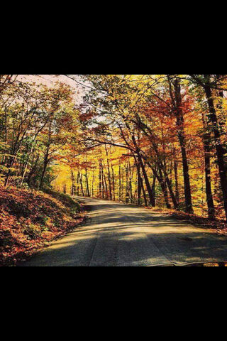 Autumn Dirt Road