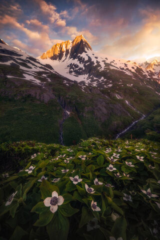 Alaska's Majestic Dawn 🌄🌸
