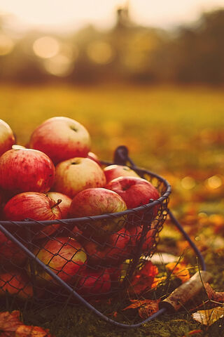 Harvest Delight: A Basket of Apples 🍏🍎