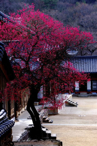 Solitary Blossom: A Moment of Serenity 🌸