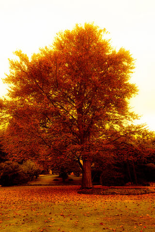 Golden Embrace of Autumn 🍂✨