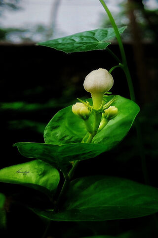 Emerging Beauty: Nature's Promise 🌱✨