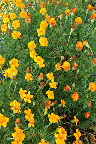 Golden Blossoms in Full Bloom 🌼✨