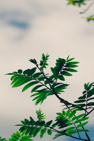 Nature's Embrace: A Dance of Green