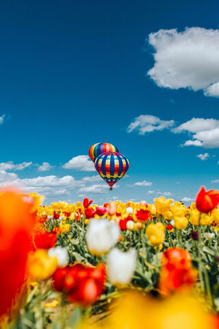 Baloons And Flowers