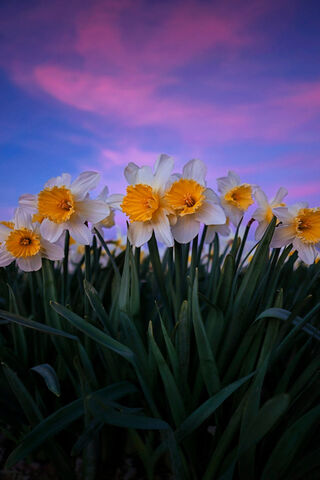 Daffodil Dreams: A Spring Awakening 🌼✨