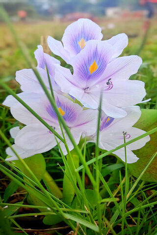 Whispers of Nature: The Enchanting Water Lily